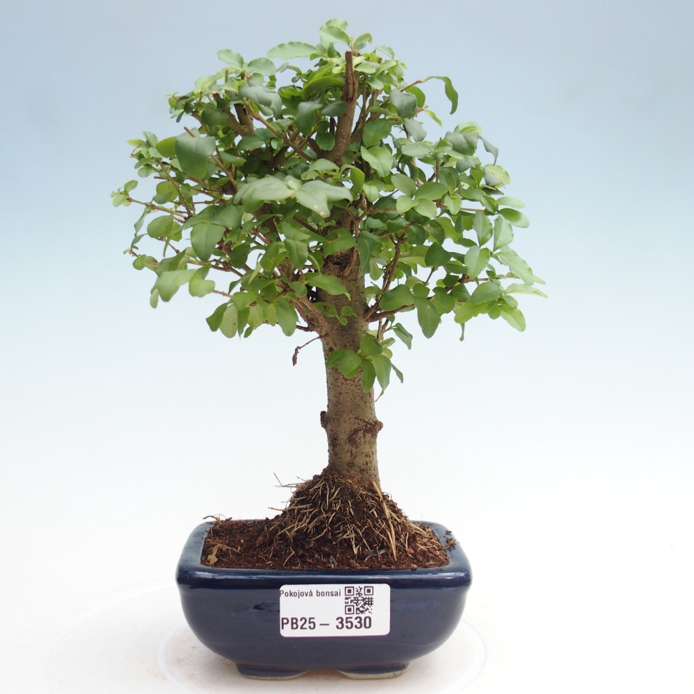 Room bonsai -Ligustrum chinensis - Birds Beak