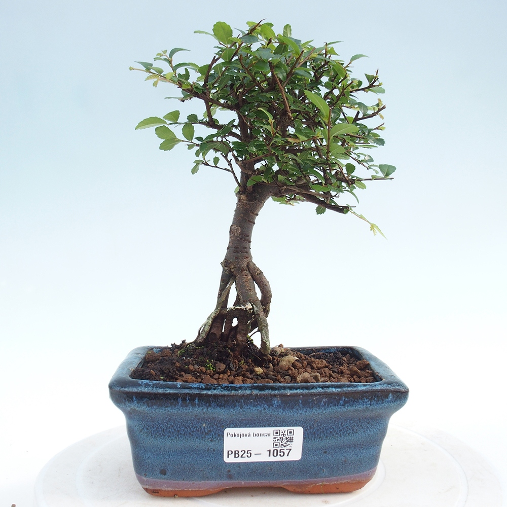 Indoor bonsai - Ulmus parvifolia - Small-leaved elm