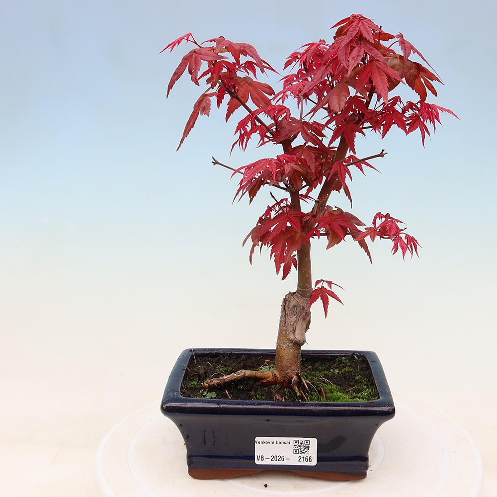 Outdoor bonsai - Acer palmatum DESHOJO