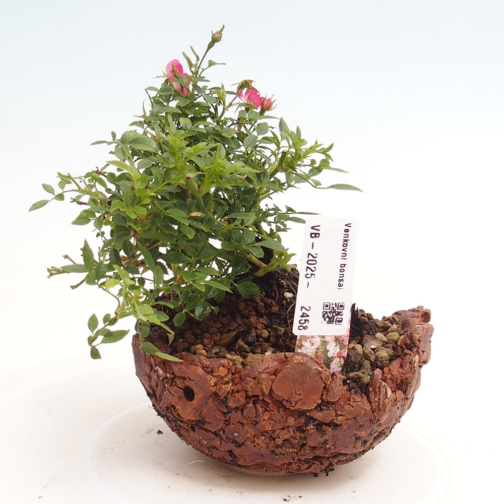 Outdoor bonsai - Rosa Cutie Pie - Roses