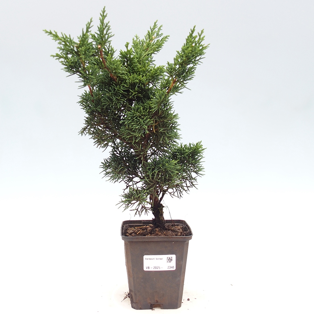 Outdoor bonsai - Juniperus chinensis Kishu - Chinese juniper