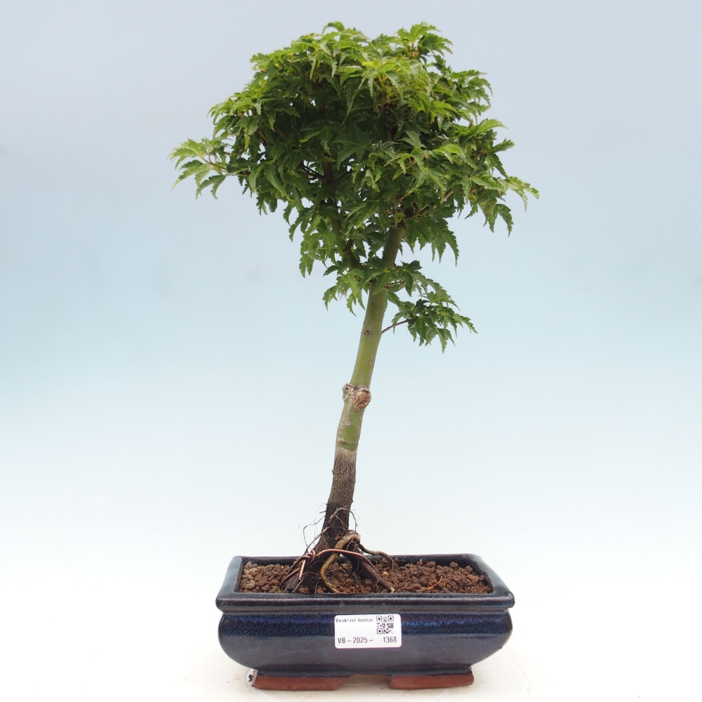 Outdoor bonsai - Acer palmatum Shishigashira maple