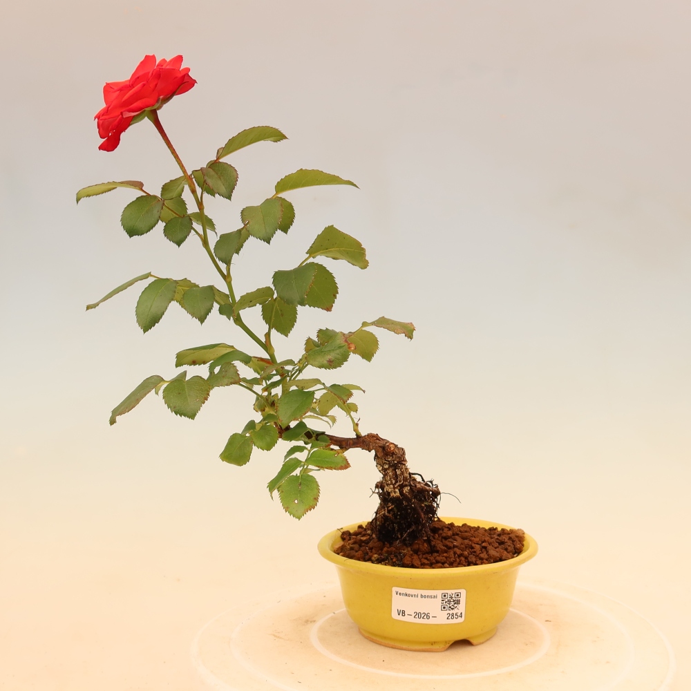 Outdoor Bonsai - Rosa Kordes - Rose