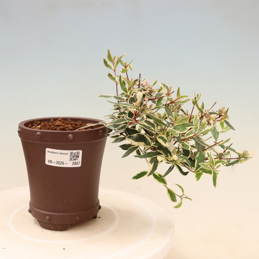 Outdoor Bonsai - Abelia gr. Confetti - Large-flowered Abelia