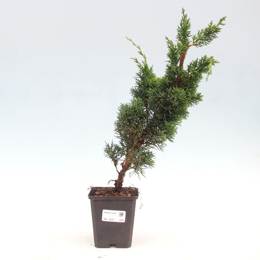 Outdoor bonsai - Juniperus chinensis Kishu - Chinese juniper