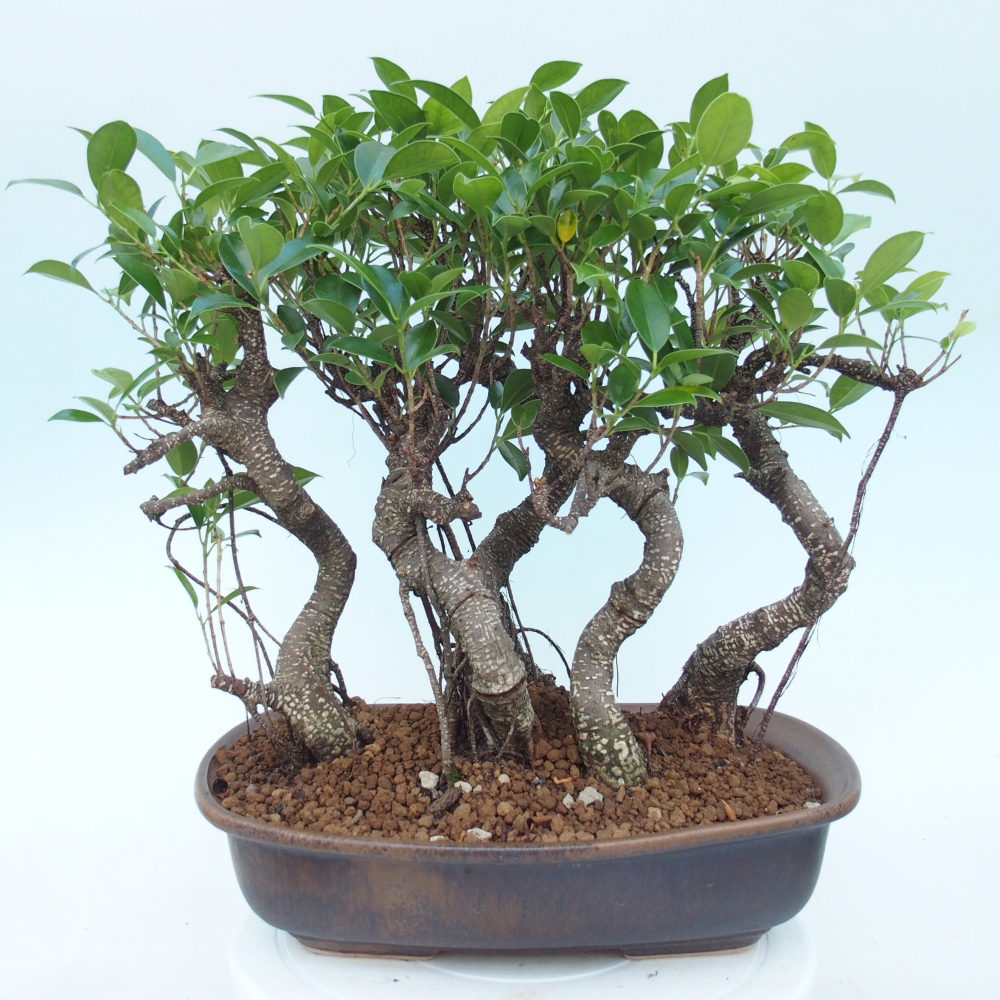 Room bonsai - Ficus kimmen - small-leaved ficus