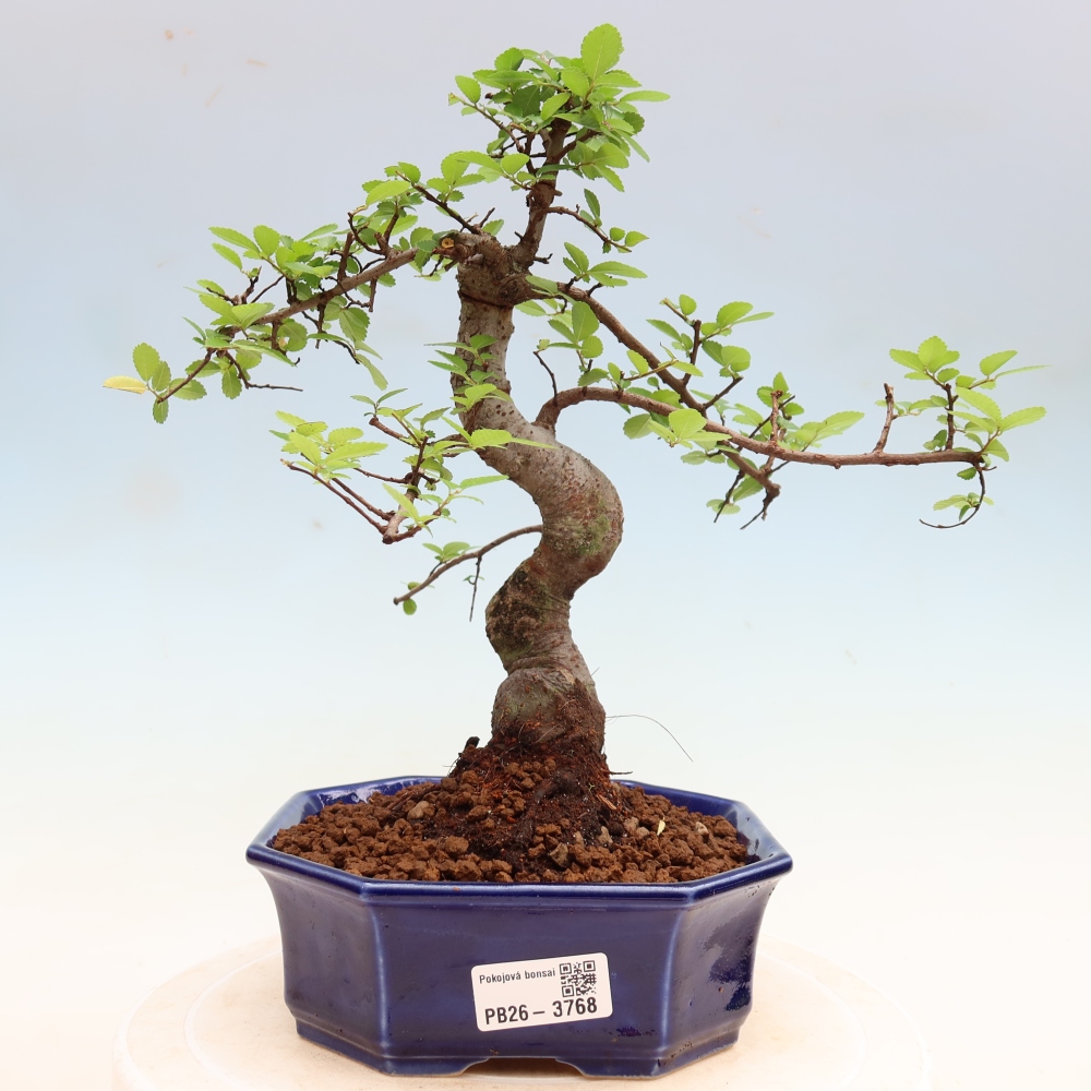 Room bonsai - Ulmus parvifolia - Small-leaved elm