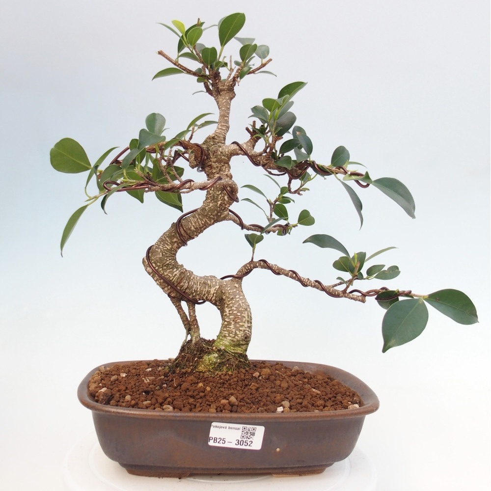 Indoor bonsai - Ficus kimmen - small-leaved ficus