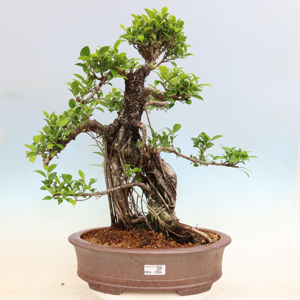 Room bonsai - Ficus kimmen - small-leaved ficus