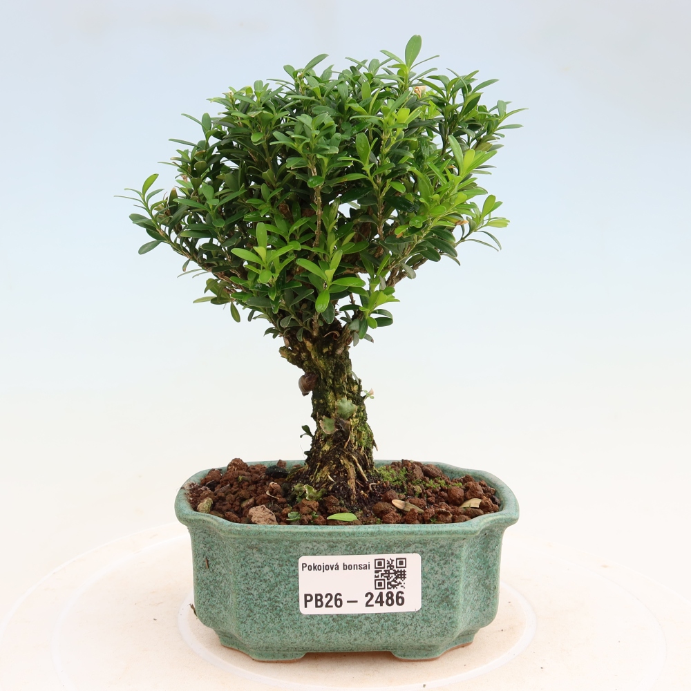Room bonsai - Buxus harlandii - cork buxus
