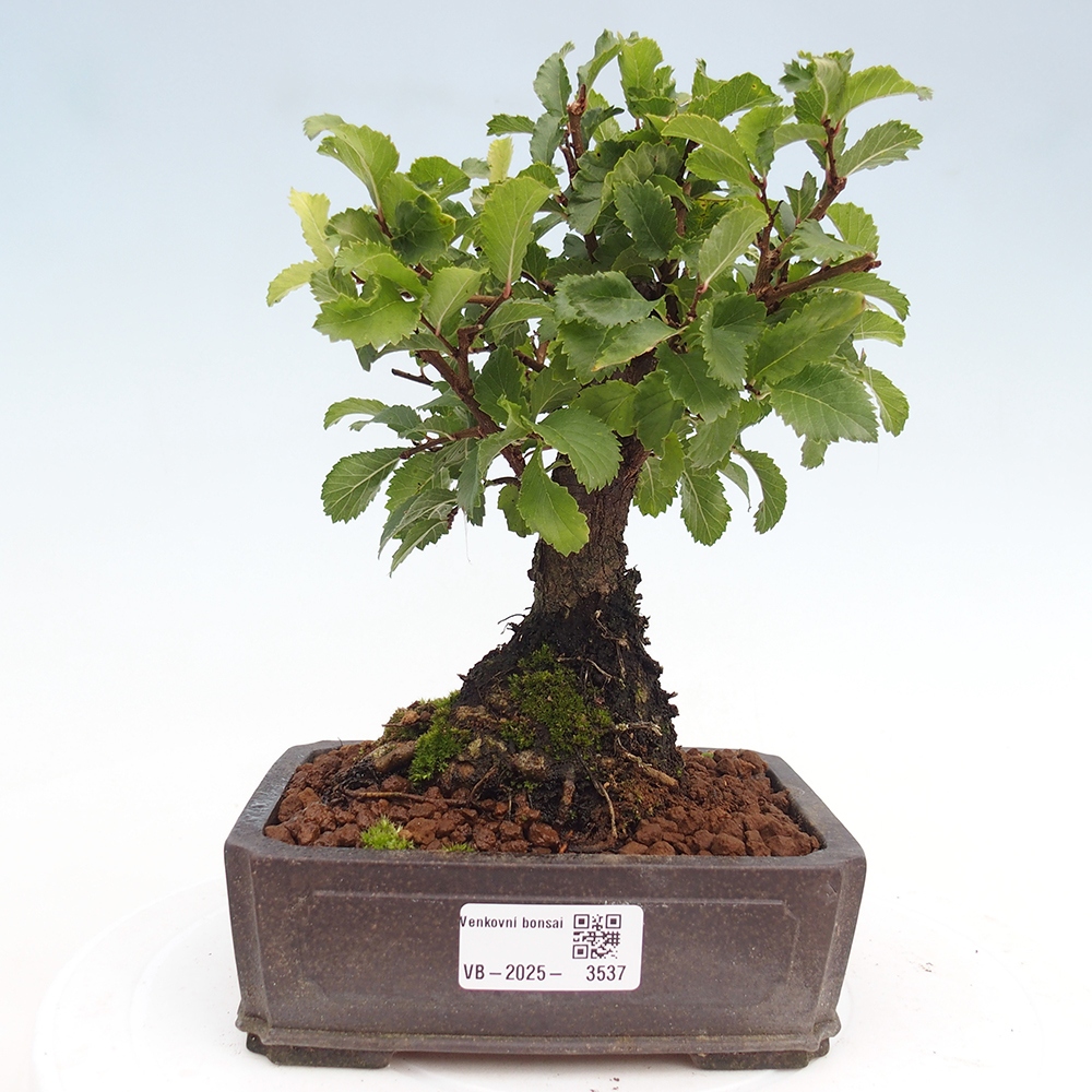 Outdoor bonsai - Zelkova - Zelkova NIRE