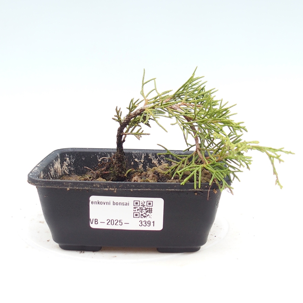 Outdoor bonsai - Juniperus chinensis Itoigawa