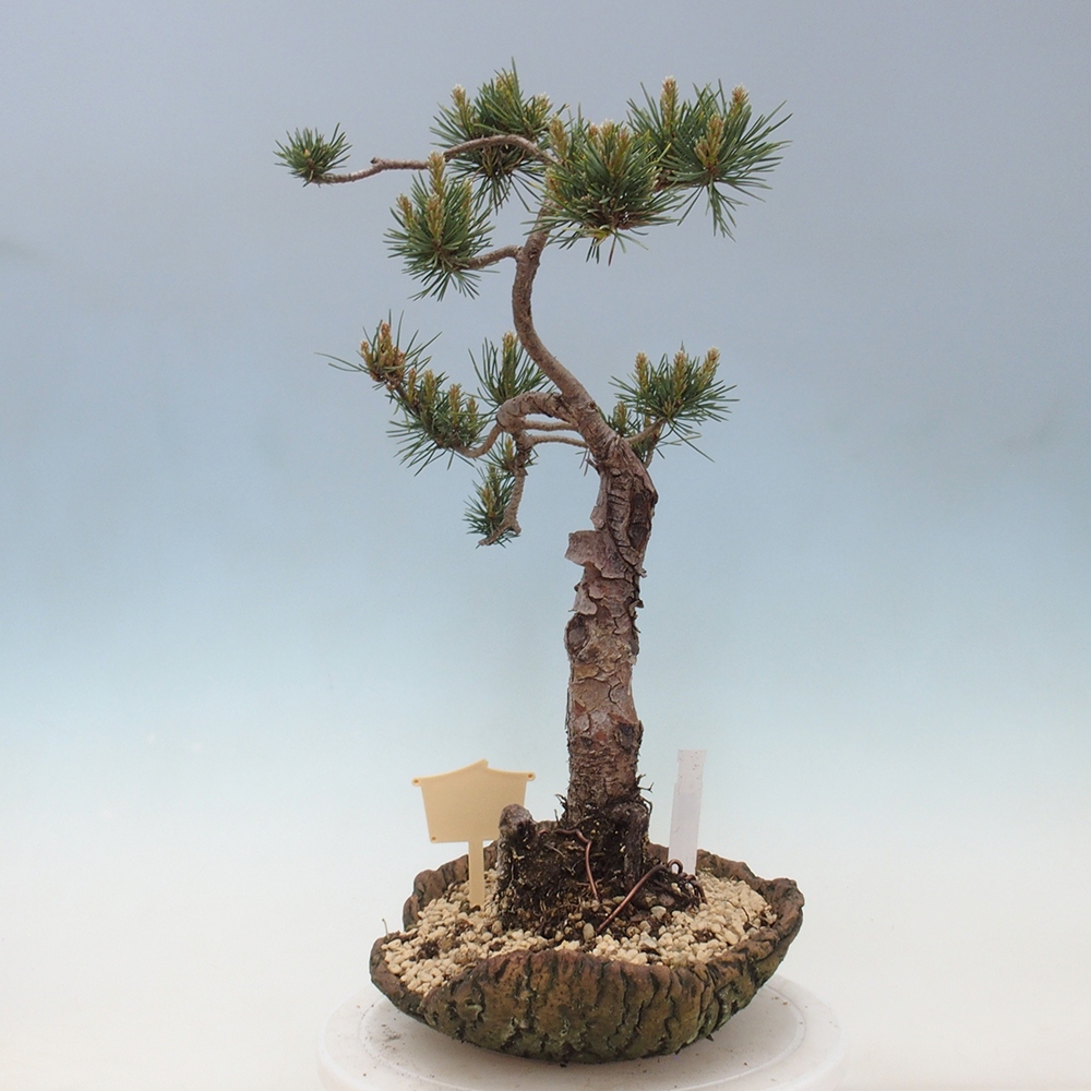 Outdoor bonsai - Pinus Sylvestris - Scots pine