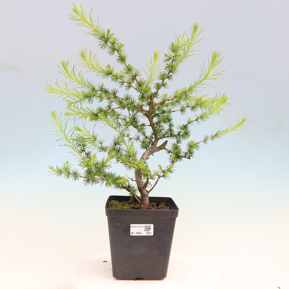 Outdoor bonsai -Larix decidua - Larch