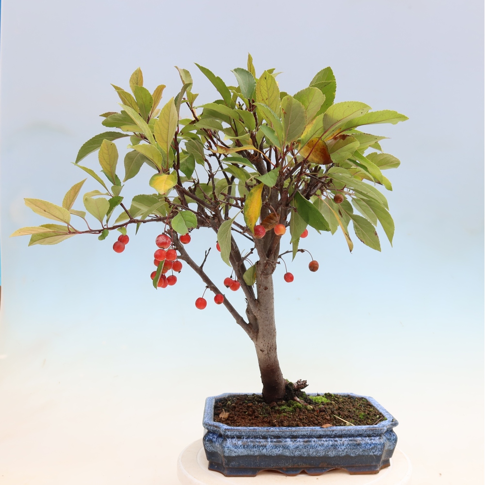 Outdoor bonsai -Malus domestica - Small-fruited red-leaved apple tree