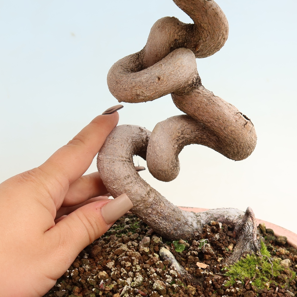 Outdoor bonsai -Carpinus CARPINOIDES - Korean Hornbeam