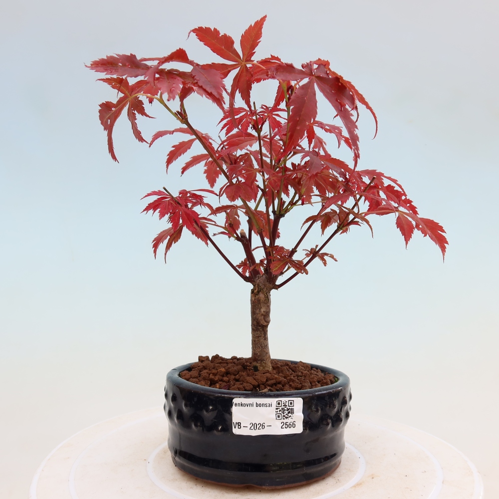 Outdoor bonsai - Acer palm. Atropurpureum-Javor palmate