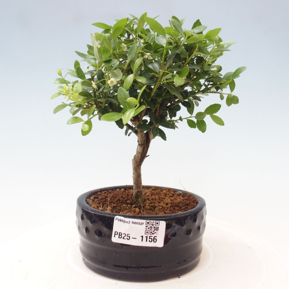 Indoor bonsai - Ilex crenata - Holly