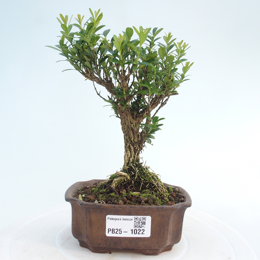Room bonsai - Buxus harlandii - cork buxus
