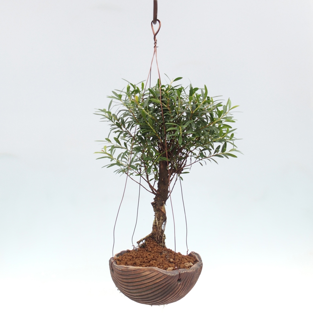 Kokedama in ceramic - Syzygium - Allspice