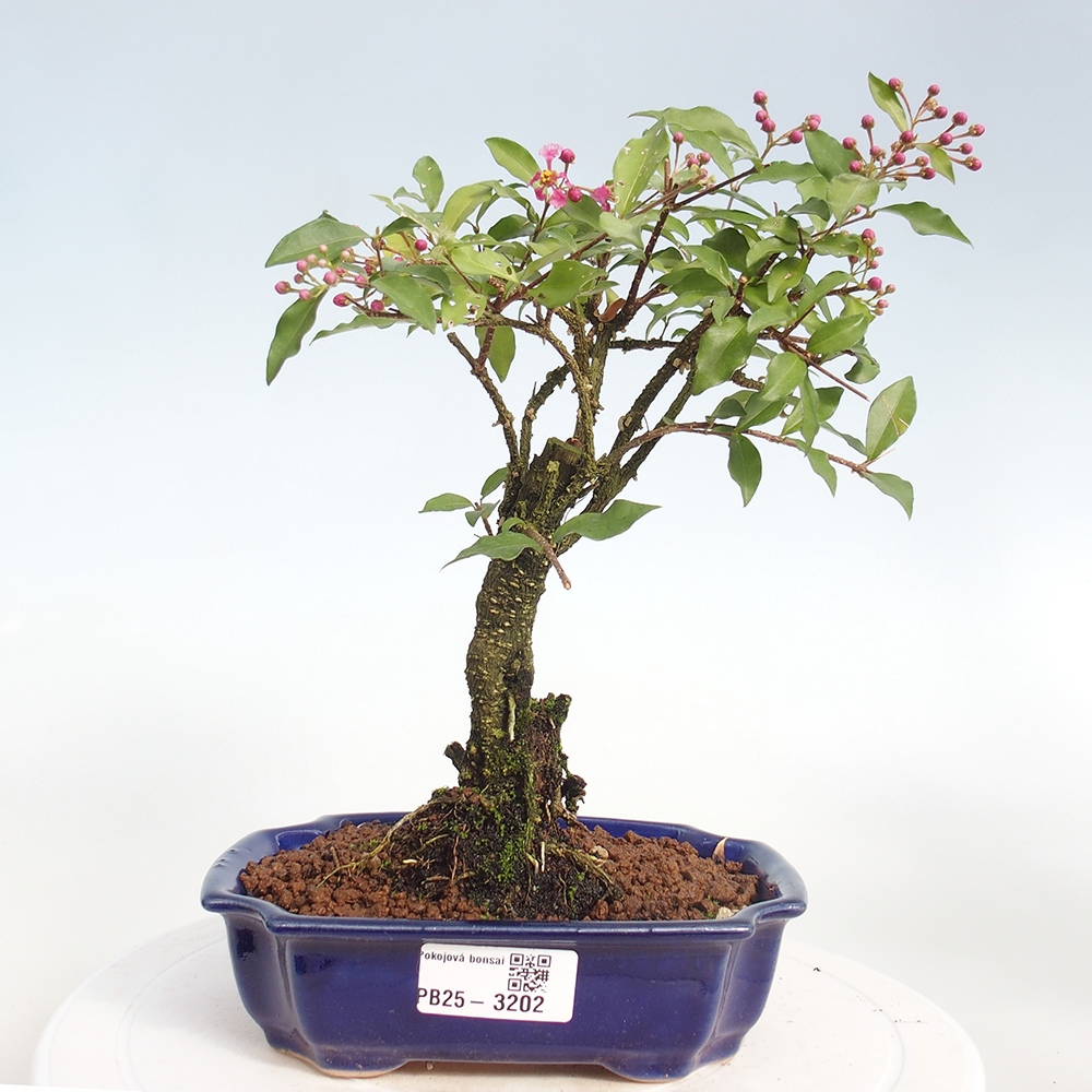Room bonsai - Malpighia coccigera- Barbdorian cherry