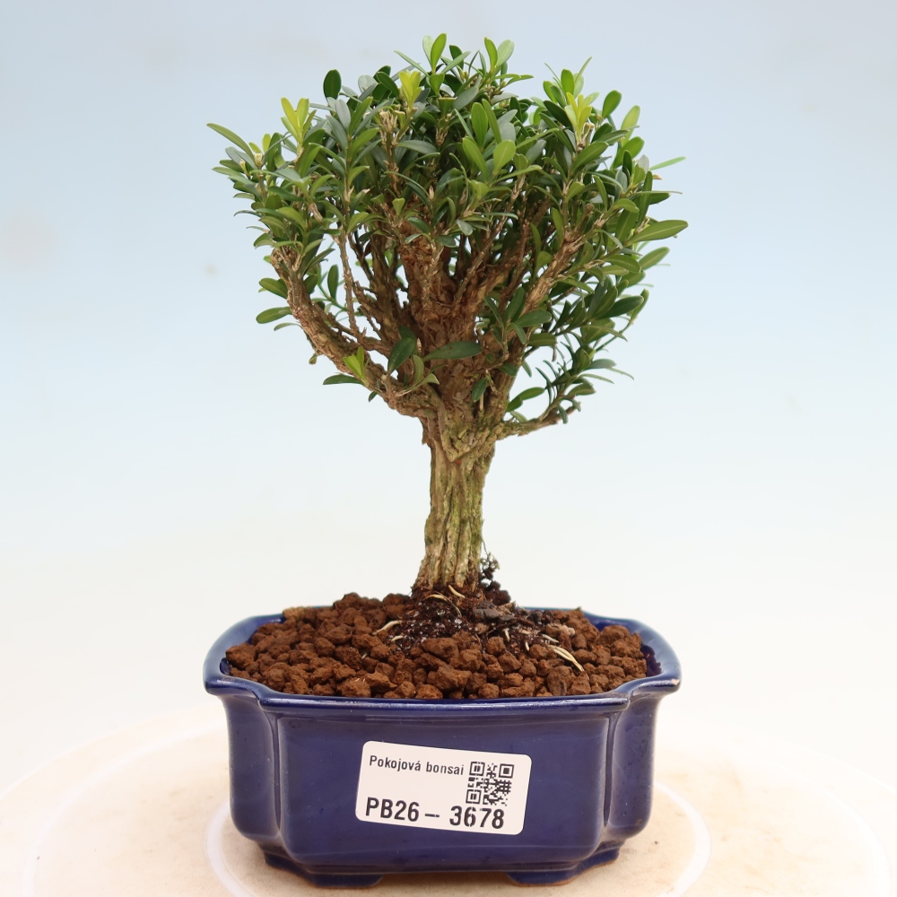 Room bonsai - Buxus harlandii - cork buxus