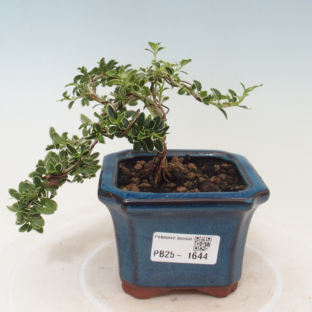 Indoor bonsai - Serissa foetida Variegata - Tree of a thousand stars