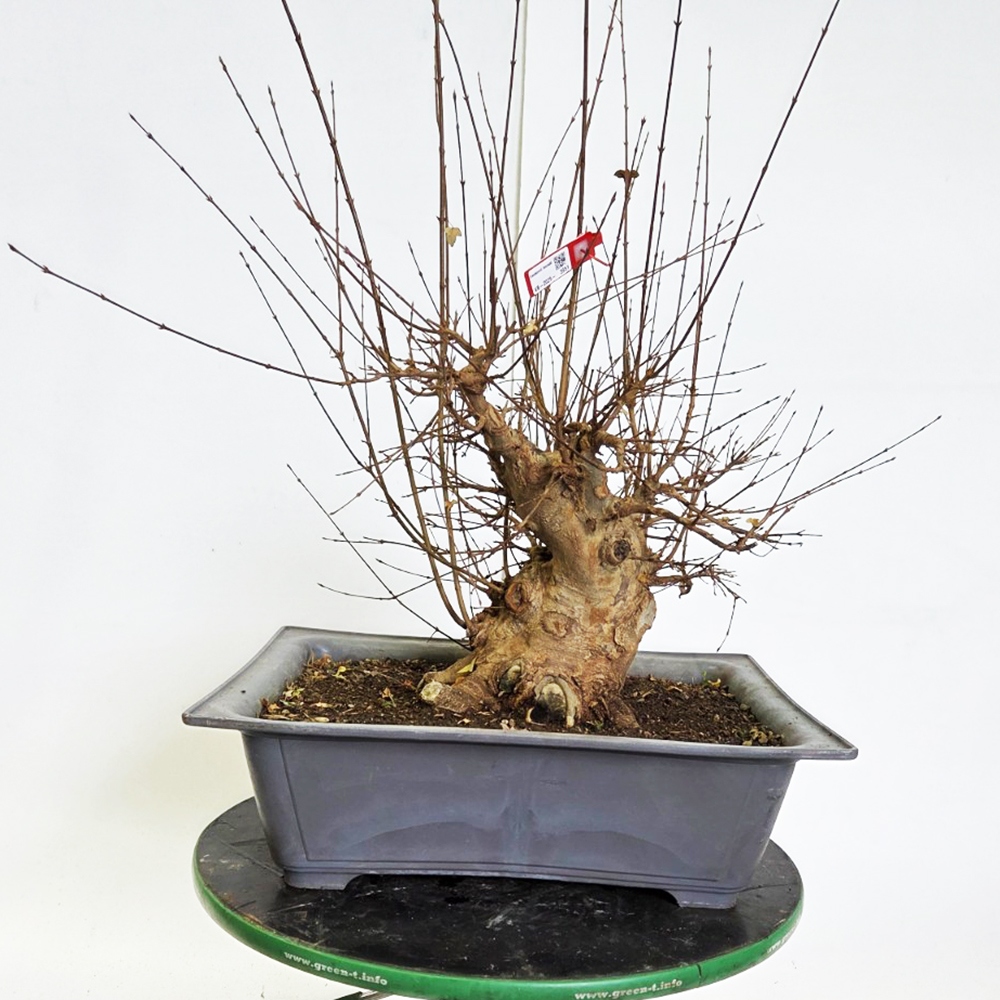 Outdoor bonsai Maple Burger - Acer Burgeriana
