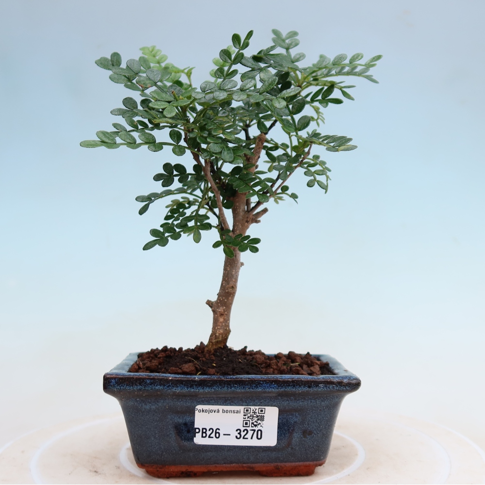 Room bonsai - Zantoxylum piperitum - pepper tree