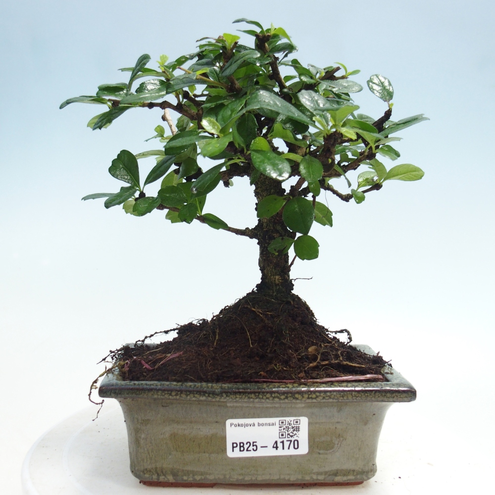 Room bonsai - Carmona macrophylla - Tea fuki