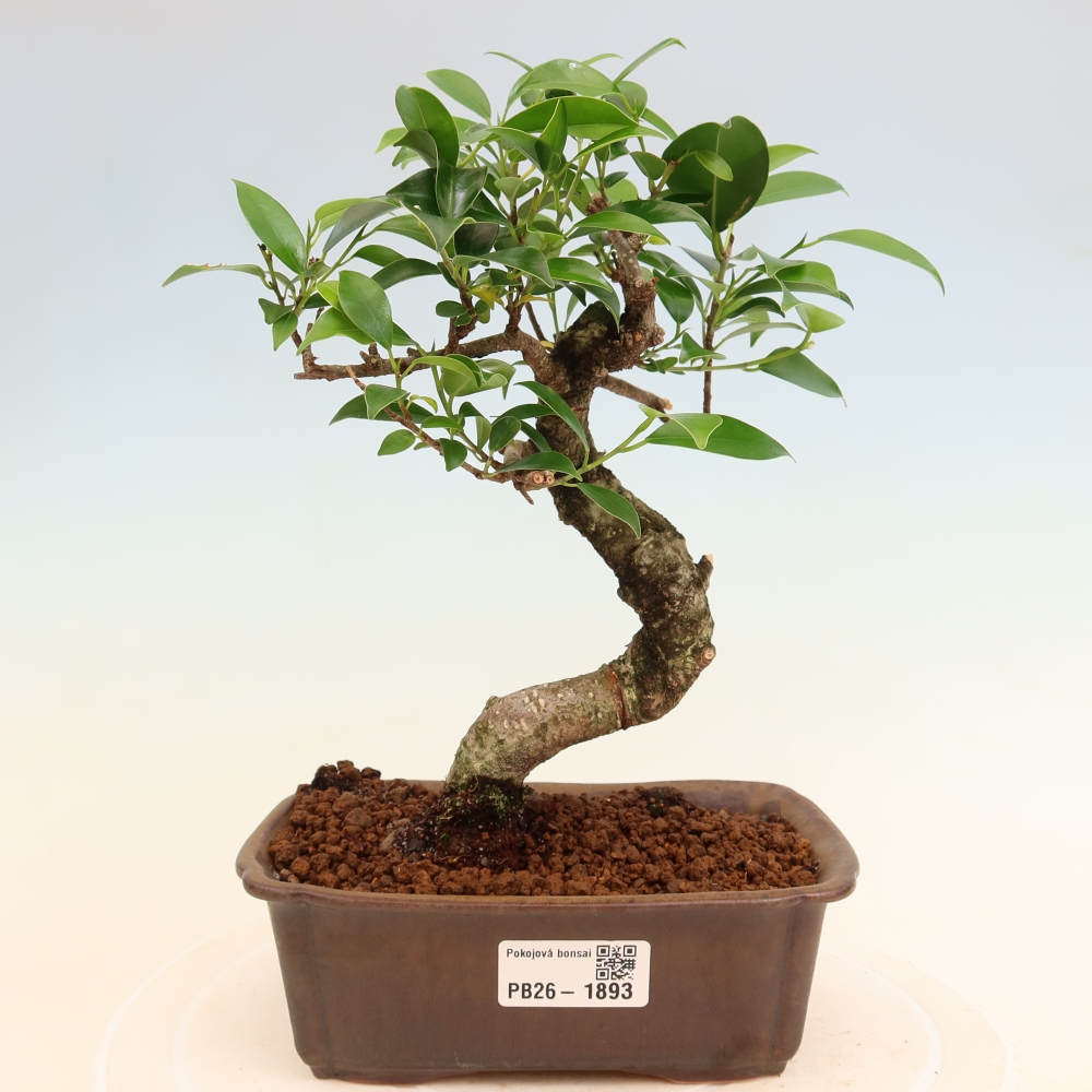 Room bonsai - Ficus retusa - small-leaved ficus