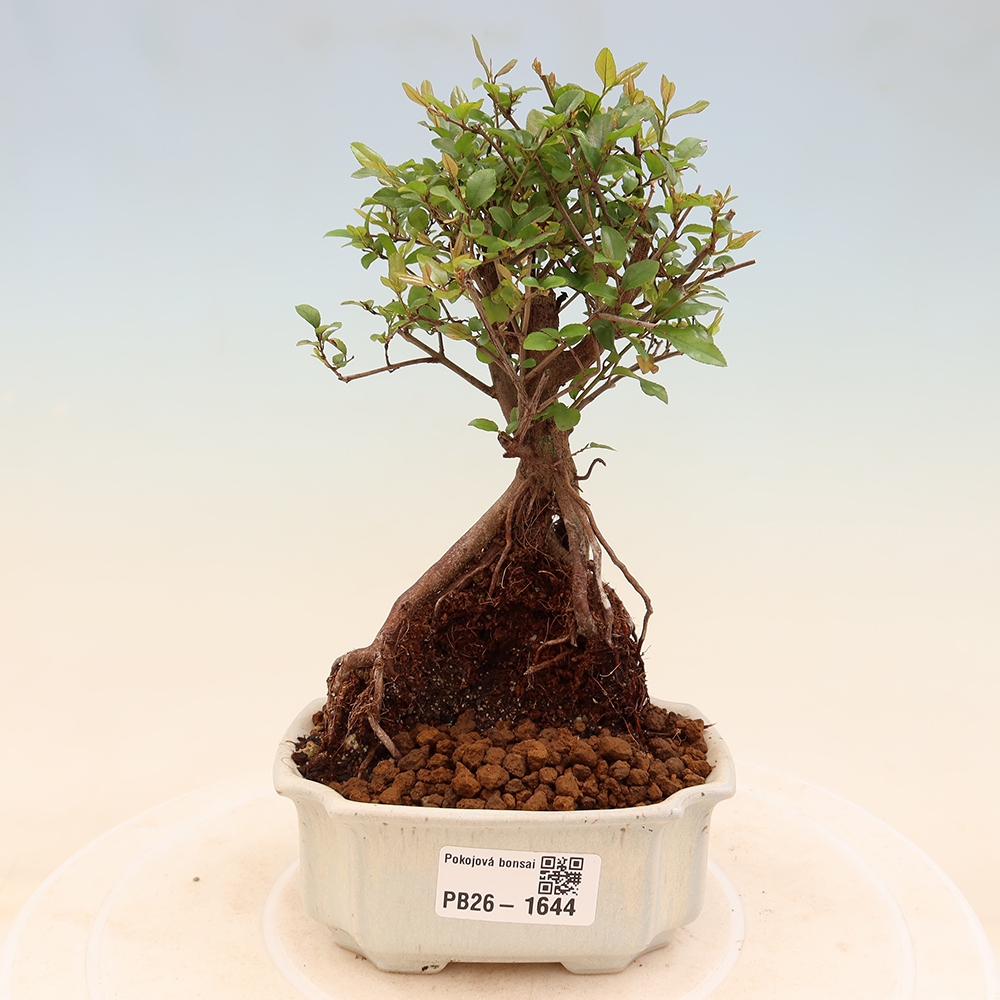 Room bonsai - Sageretia thea - Sageretia thea