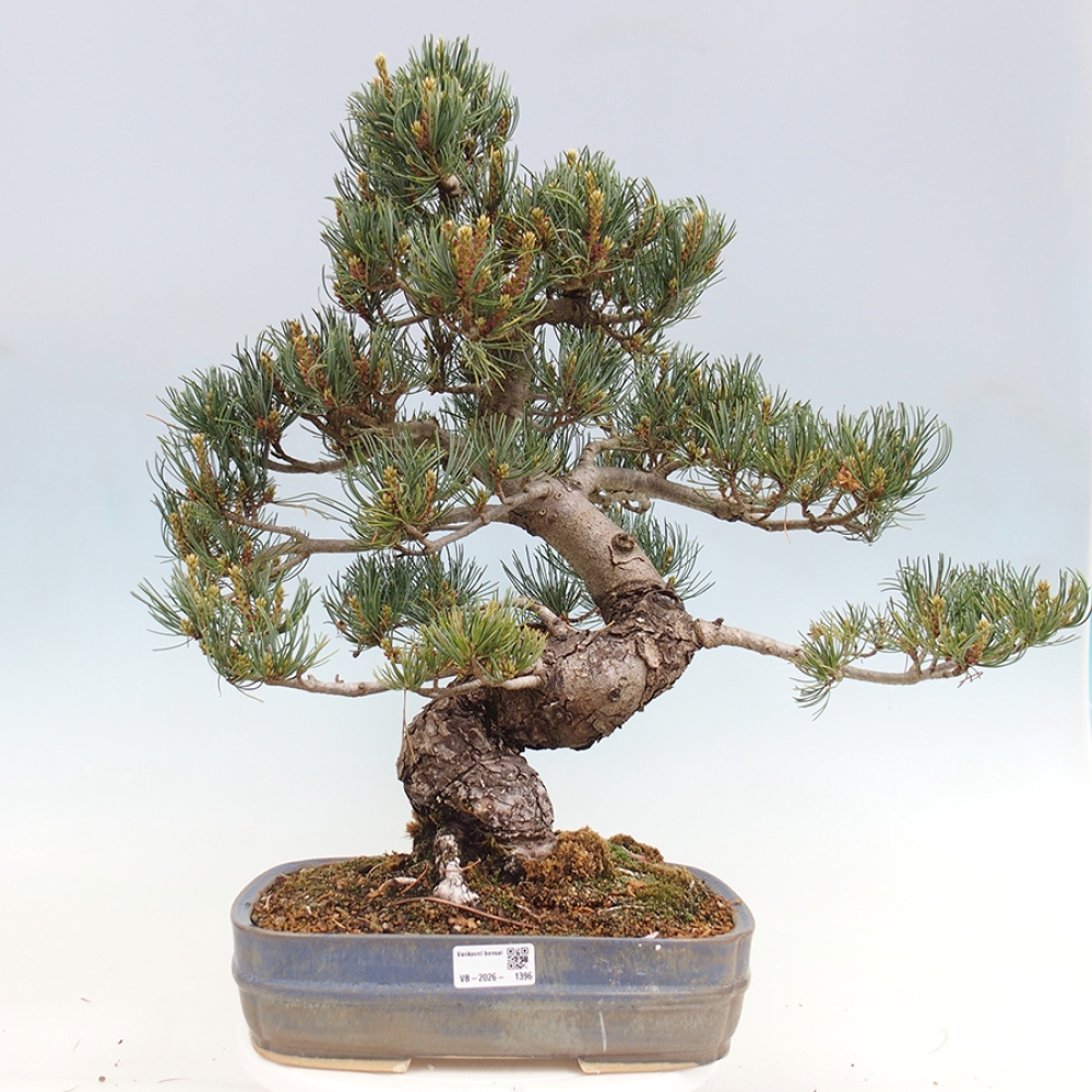 Outdoor bonsai - Pinus parviflora - Pinus parviflora