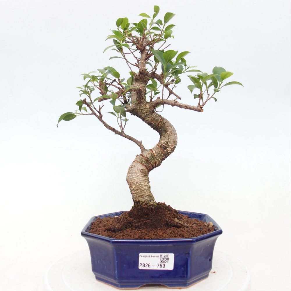 Room bonsai - Ficus retusa - small-leaved ficus