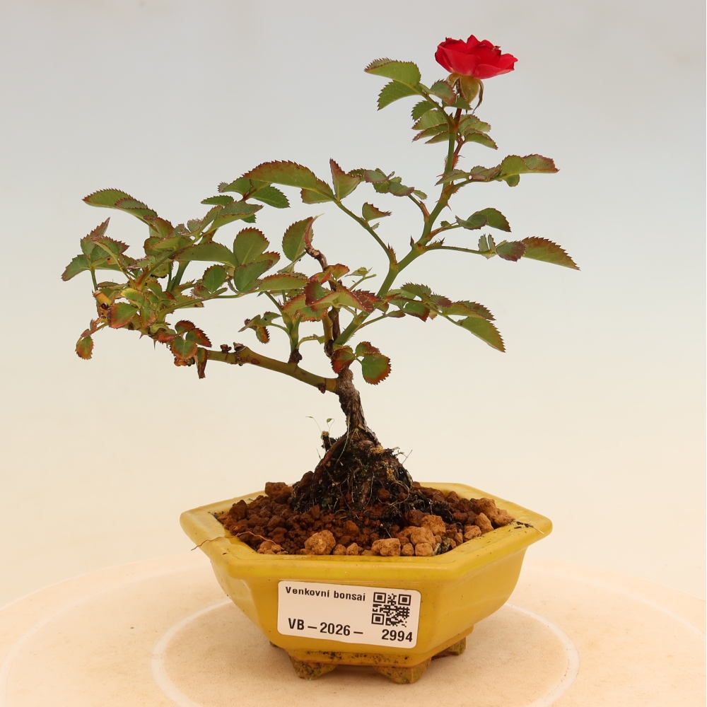 Outdoor Bonsai - Rosa Kordes - Rose