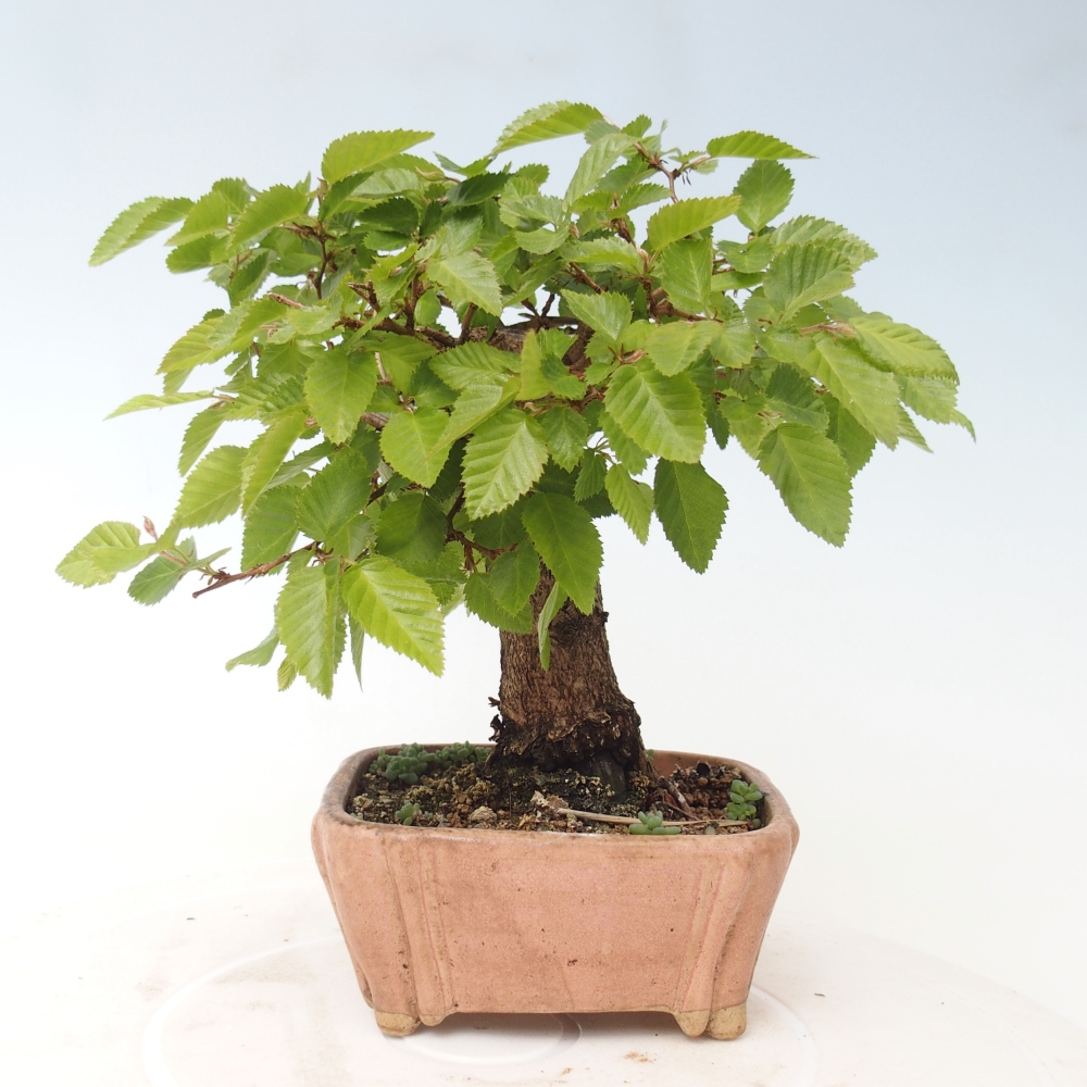 Outdoor bonsai -Carpinus CARPINOIDES - Korean Hornbeam
