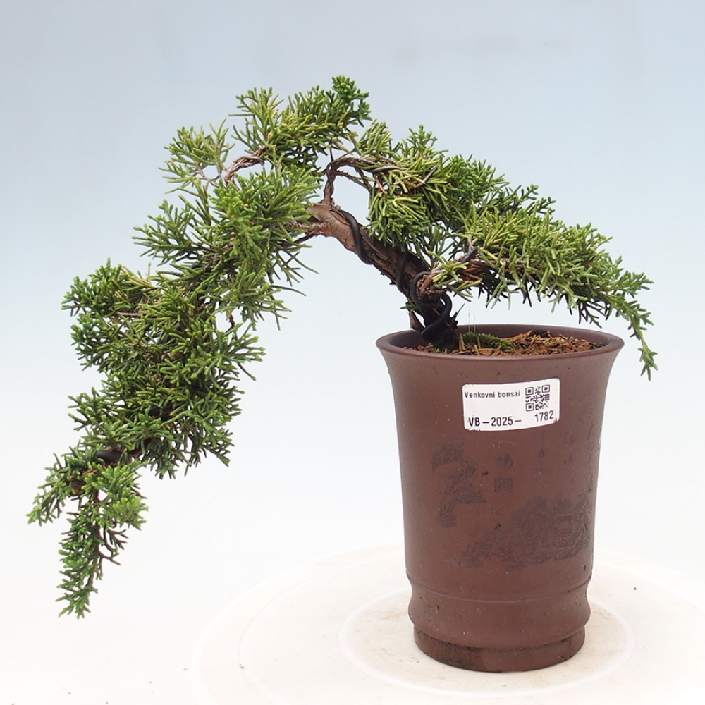 Outdoor bonsai - Juniperus chinensis Kishu - Chinese Juniper