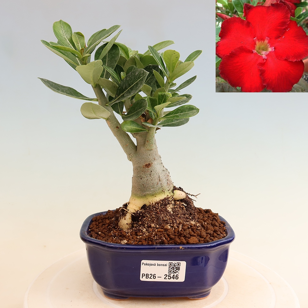 Indoor Bonsai - Adenium obesum Red Star - Desert Rose