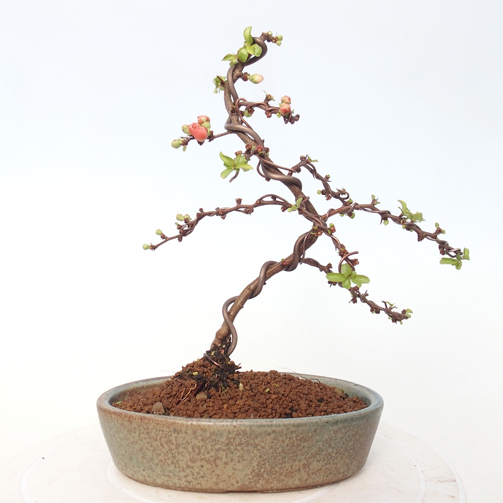 Outdoor bonsai - Chaneomeles s. Red Joy - Quince