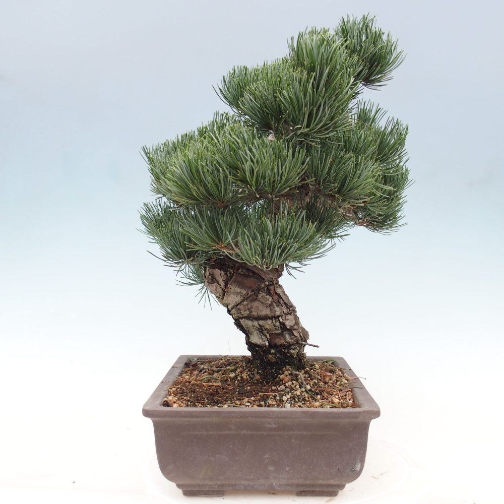 Outdoor bonsai - Pinus parviflora - Small pine tree