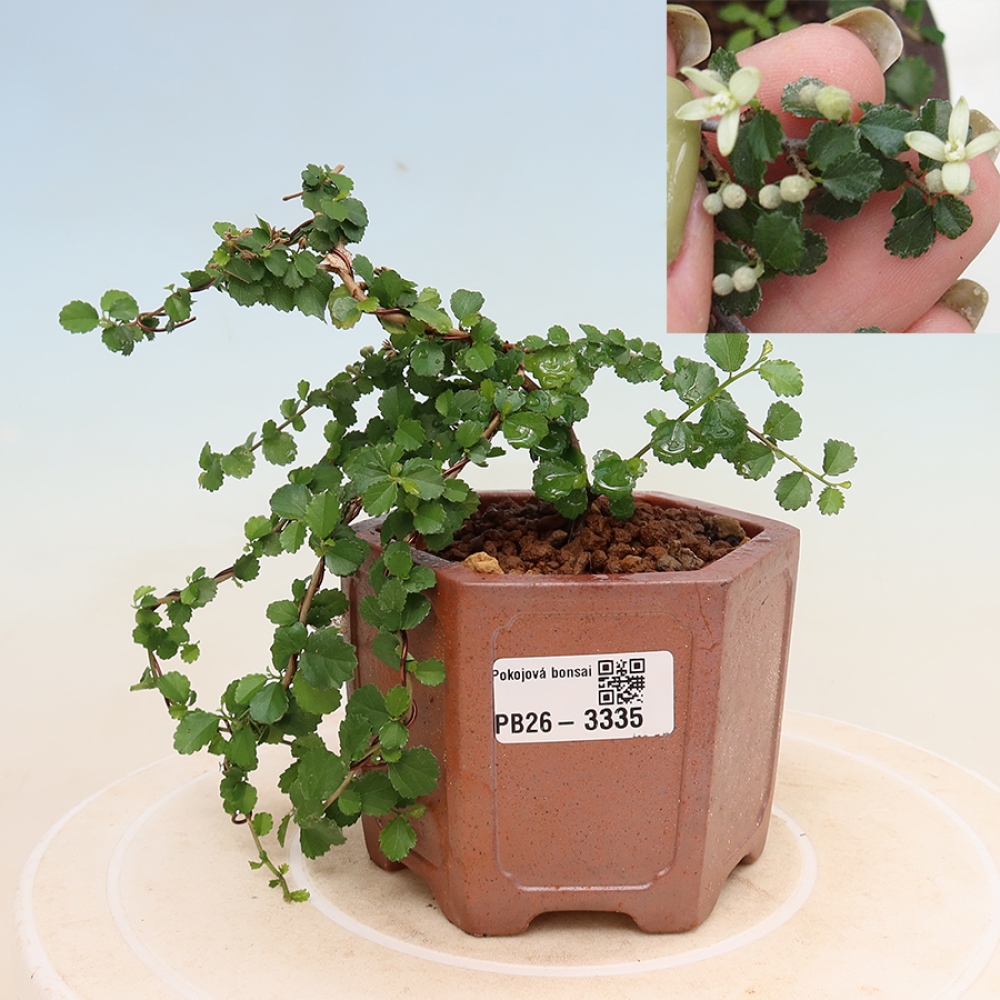 Room bonsai - Grewia sp. - Grewia malafolia