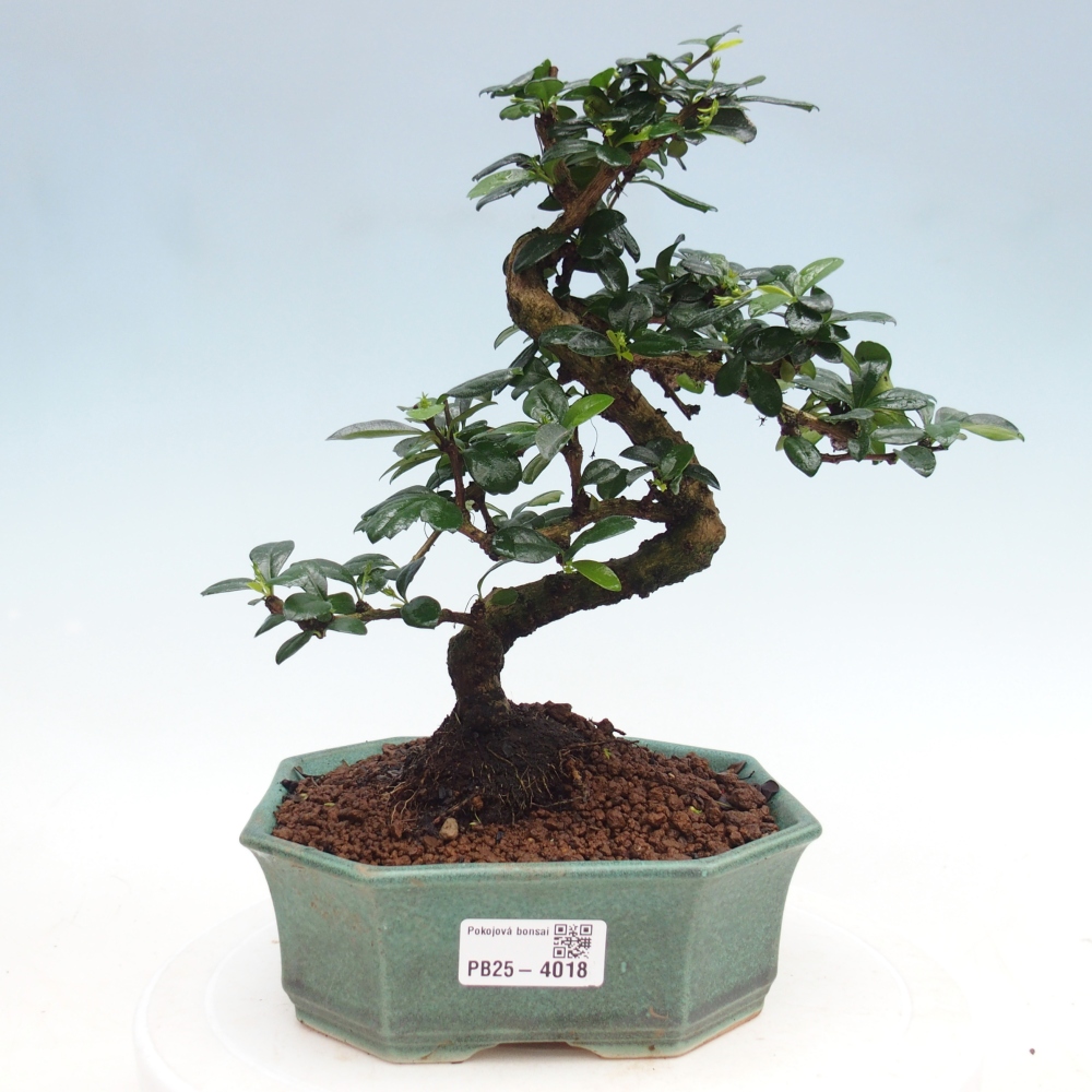 Room bonsai - Carmona macrophylla - Tea fuki