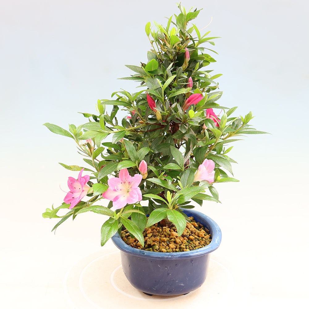 Outdoor bonsai - Japanese Azalea - Azalea Reiko
