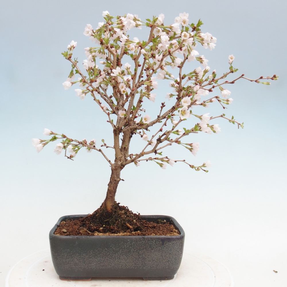 Outdoor bonsai - Prunus incisa Kojou-no mai-Plivon cut out