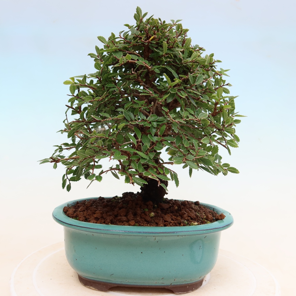 Outdoor bonsai - Zelkova - Zelkova NIRE