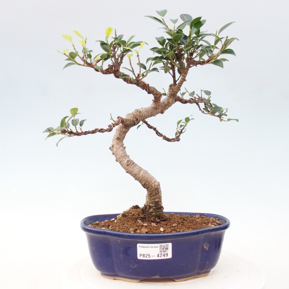 Room bonsai - Ficus retusa - small-leaved ficus