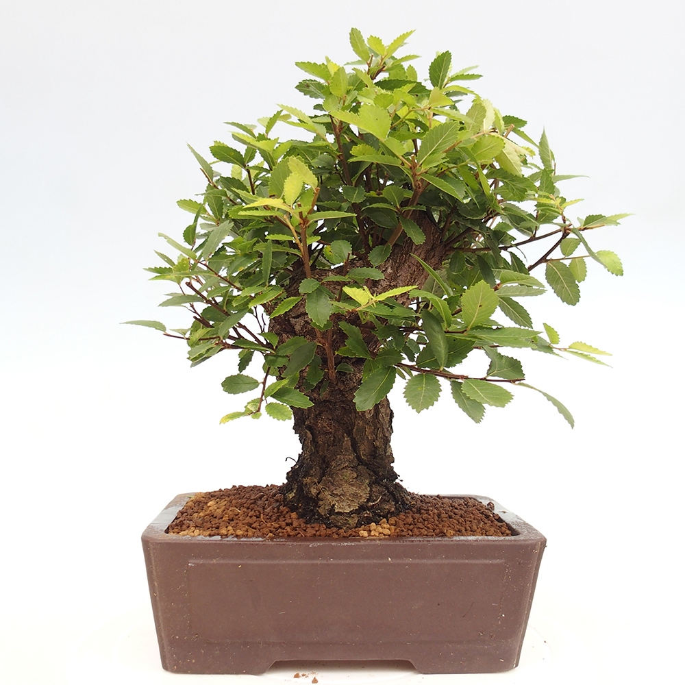 Outdoor bonsai - Zelkova - Zelkova serrata
