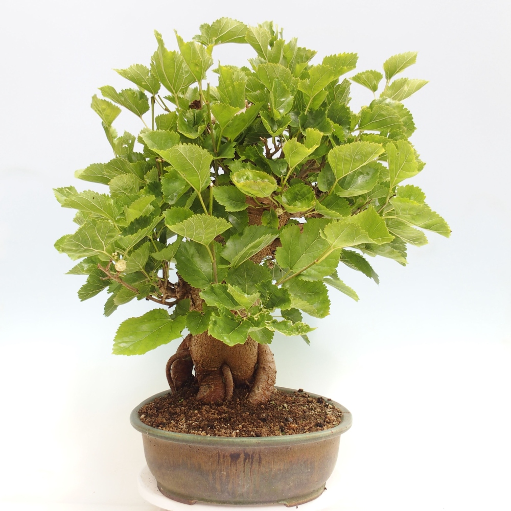 Outdoor bonsai - Morus alba - mulberry