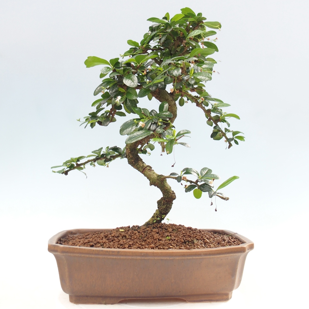 Room bonsai - Carmona macrophylla - Tea fuki