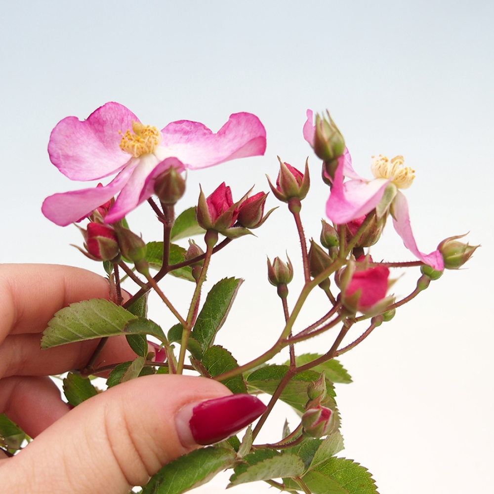 Outdoor bonsai - Rosa Kordes -  rose